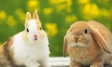 属兔的最为适当配偶是哪些？