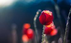 猴和马的人合不合 猴和马相配婚姻如何