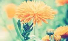 梦见鳖是什么意思