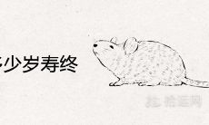 72年属鼠多少岁寿终后半生健康运势如何