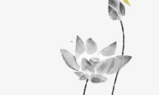 属鼠下半年财运