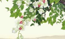 96老鼠2022年运势