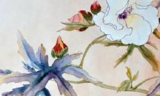 属猪女2022年恋爱运势