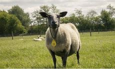 生肖羊与猴的关系如何？