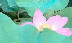 好听的走秀名字