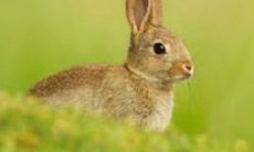 1999年生肖属兔一生运势如何？