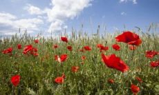 双鱼男应该追还是吊