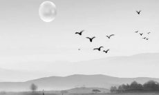 属虎怎么破太岁