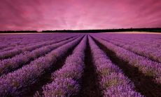 梦见矿泉水瓶子里爬出蛇是什么意思