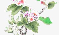 公猫好听的名字英文