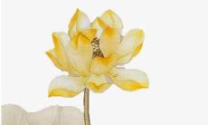 刘姓女宝宝好听的名字