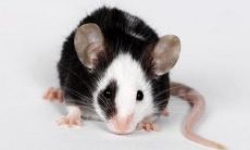 生肖属鼠女人跟什么属相最配？