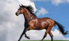 属马人一生的贵人有哪些？