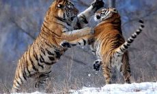 属虎和什么生肖相配？