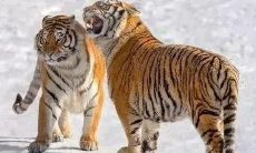 虎年女人的性格分析