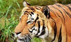 1986年属虎人2023年运势及运程详解,86年出生的37岁生肖虎2023兔年每月运势