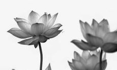 女命58年属狗的2022年运势