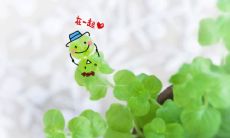 真的十狗九富吗 农历几月的狗最有福气