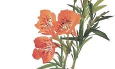 2023属兔起小名男宝