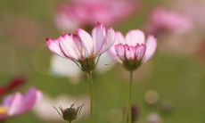 梦见自己的汽车被别人撞