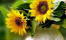 梦见老师点名的声音是什么意思