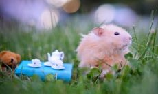 猪和兔子属相合不合 猪和兔相配婚姻如何