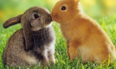 狮子座男生性格花心吗 狮子男性格特点和致命弱点