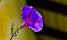 做梦梦见丈夫吃甘蔗是什么意思？