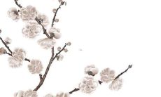 属虎2023年的感情运势