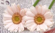 双鱼座对你没兴趣有哪些表现