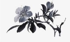 2023年属龙麦玲玲