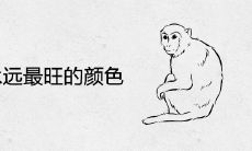 属猴人永远最旺的颜色