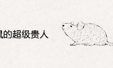 属鼠的超级贵人