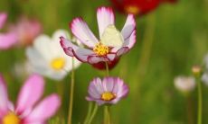 梦见爱人，梦见恋人