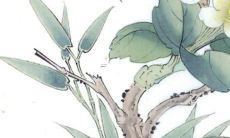 女的属狗男的属鼠在一起好不好