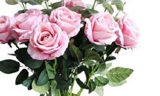 男金牛双子座和女处女座二区配对