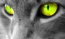 天秤座和白羊座 天秤和白羊适合做情侣吗