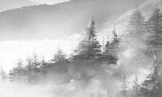 属猴男花心不 属猴男花心的表现有哪些