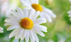 梦见被自己爱的人亲吻是什么意思