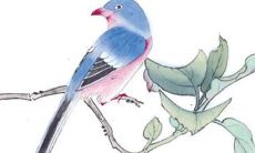 属龙养什么花最合适 属龙的适合养花吗