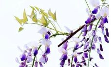 属兔的87年今年有几岁 87年属兔今年多大了