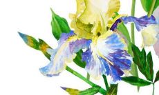 mcn传媒是什么意思