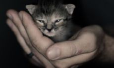 属虎和属牛 虎和牛的属相合不合