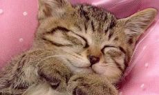 十一月猴子天不留有什么含义 属猴的人几月出生比较好