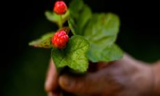 女人梦见吃葡萄很甜 女人梦见吃紫色的葡萄有什么预兆