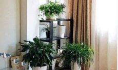 龟背竹的作用与功效 龟背竹的寓意与风水