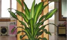 芦荟开花是在风水上是好兆头吗 芦荟开花的寓意和象征风水