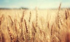 家里养乌龟养几只比较吉利 家里养乌龟有什么讲究有什么忌讳