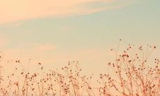 绿檀木的香味对人体有害吗 绿檀木梳子禁忌