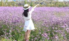 梦见猪牛受伤是什么意思